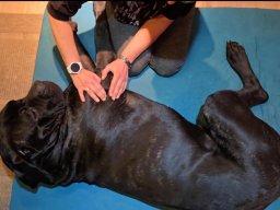 Physio